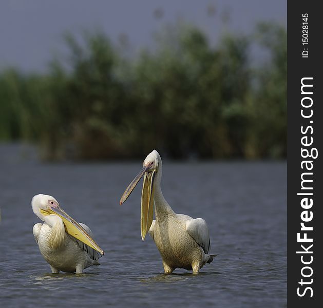 Arguing pelicans in the danube delta against green background