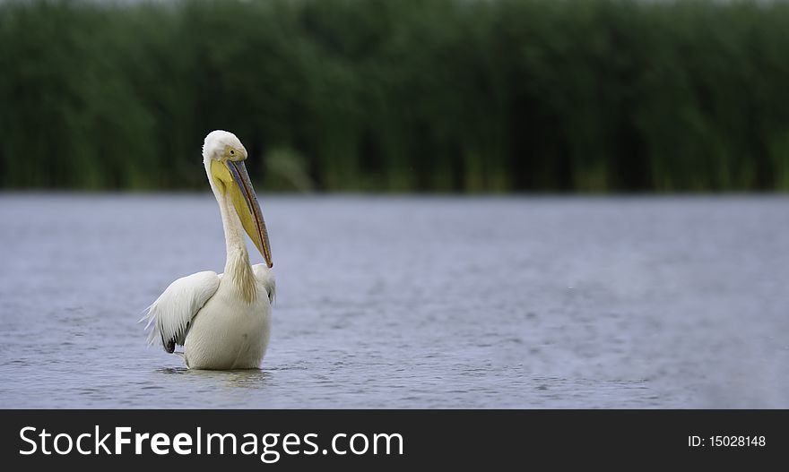 Lonely pelican sitting on the river in danube delta