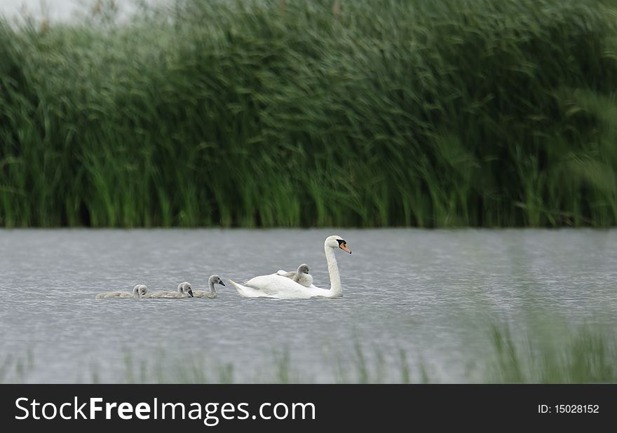 Swan floating on the water with babyes on its back. Swan floating on the water with babyes on its back