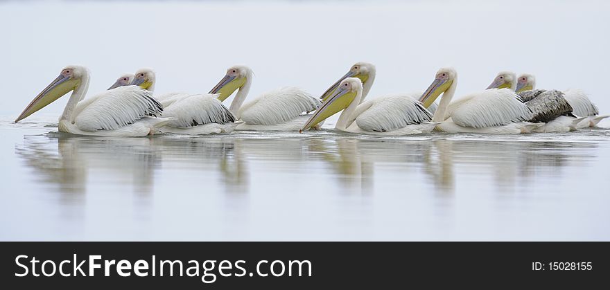 Reflection Of Pelicans