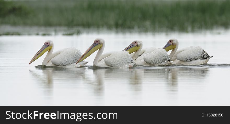 Reflection of pelicans floating on the river