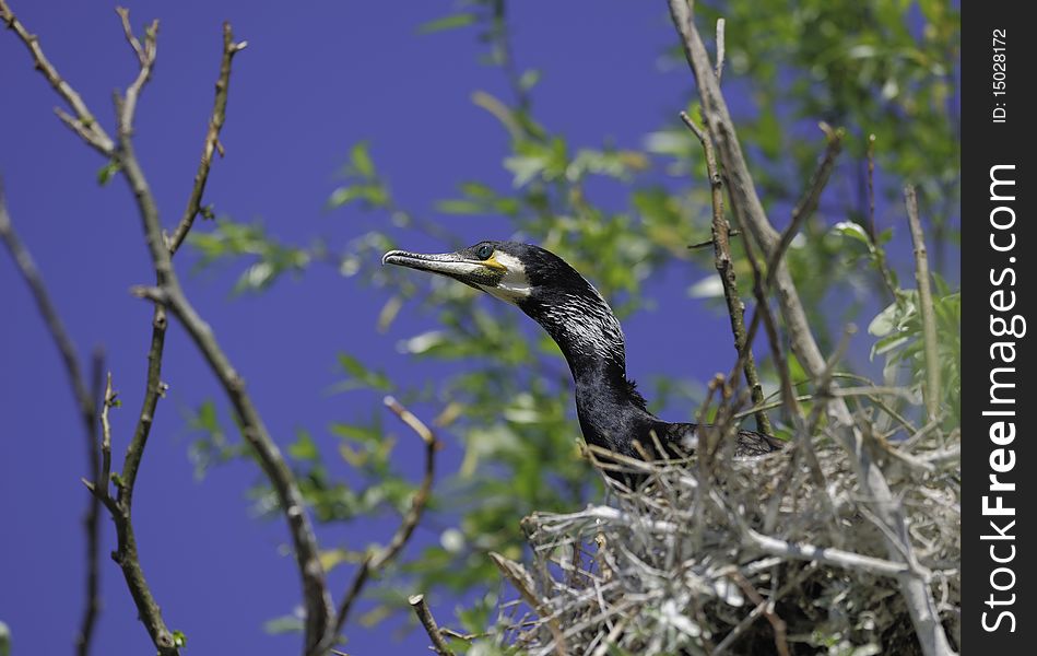 Cormorant sitting in its nest. Cormorant sitting in its nest