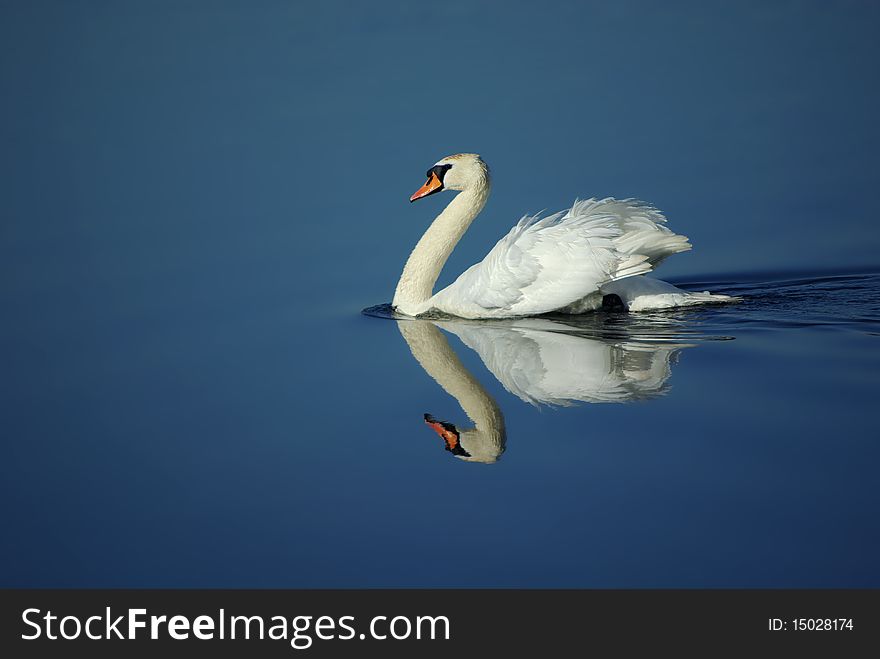 White swan floating on a clean surface