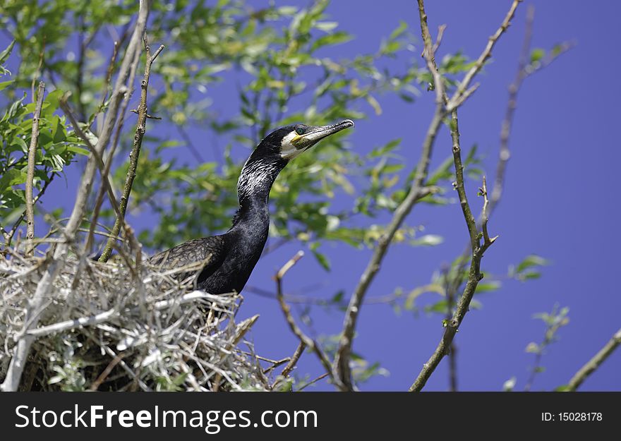 Cormorant in the nest