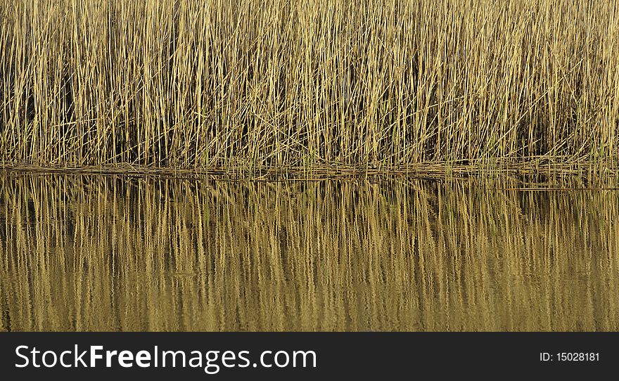 Reflection of golden vegetation in a lake. Reflection of golden vegetation in a lake