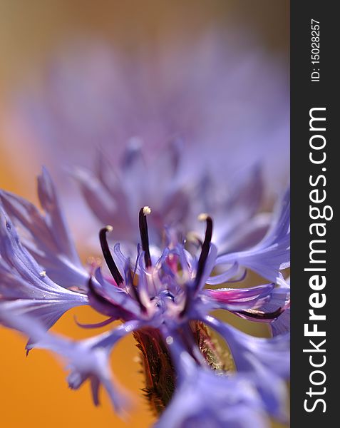 Close up of blue cornflower on background