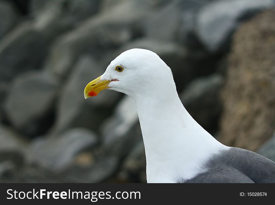 Seagull Profile