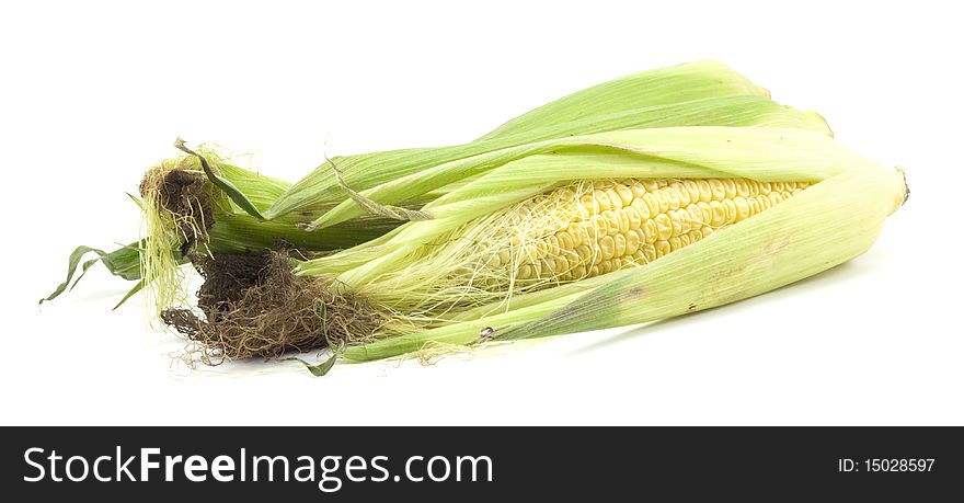 Ripe Corn