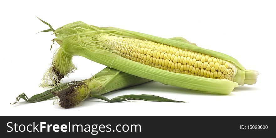 Ripe corn on a white background