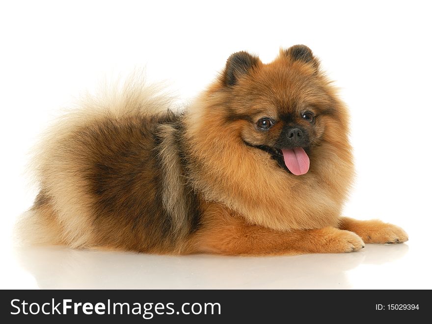 German Spitz dog on white background