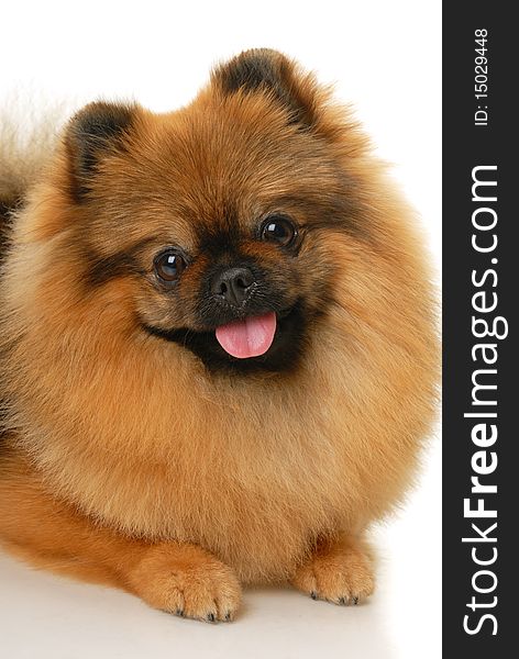 German Spitz dog on white background