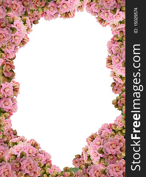 Kalanchoe - Floral Frame