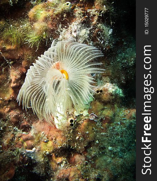 A macro of a white and orange sea worm in mediterranean sea (Liguria, Italy). A macro of a white and orange sea worm in mediterranean sea (Liguria, Italy)