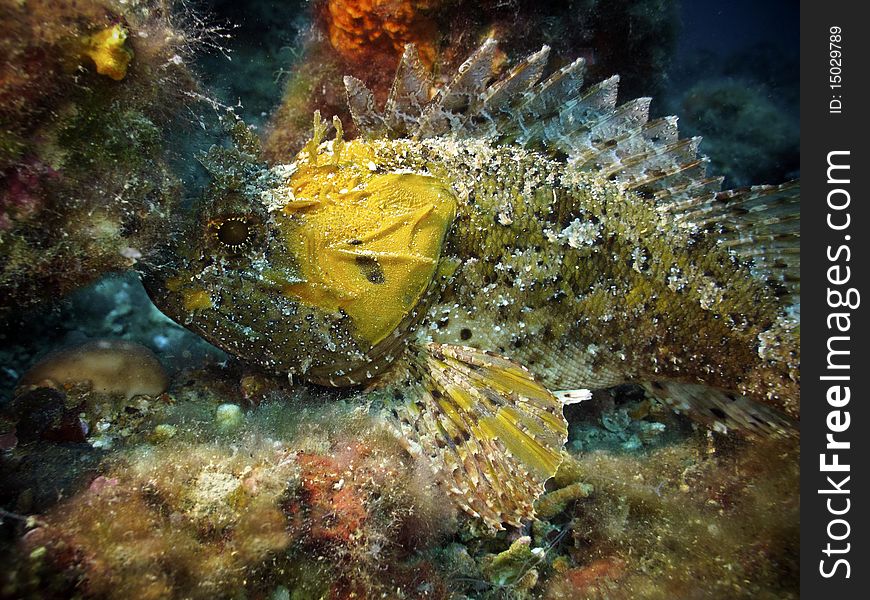 A yellow largescaled scorpionfish in mediterranean sea, near Bergeggi island (Liguria, Italy)