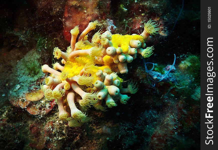 Macro of a yellow cluster anemone in Mediterranean sea (Liguria, Italy). Habitat: shady rocky or coralligenous cliffs Italian name: margherita di mare Scientific name: Parazoanthus axinellae English name: Yellow cluster anemone