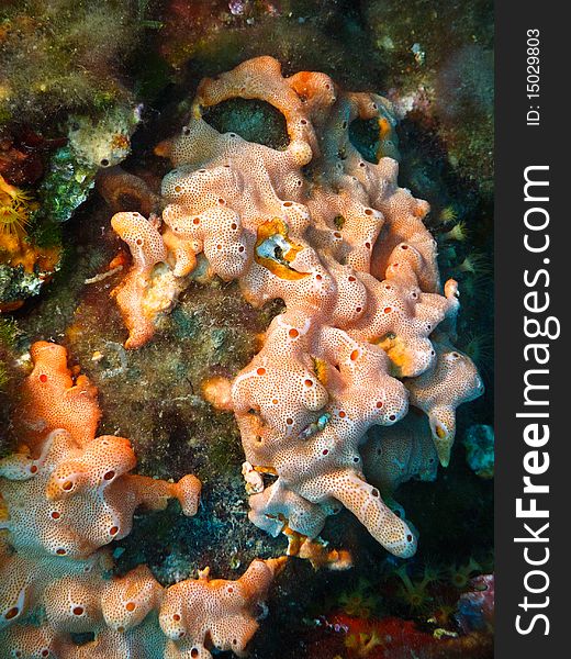 Close up view of a red and white coral in mediterranean sea (Bergeggi, Italy). Close up view of a red and white coral in mediterranean sea (Bergeggi, Italy)