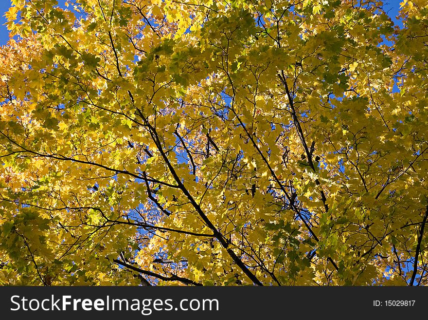 Yellow maple leaves against clear blue sky. Yellow maple leaves against clear blue sky