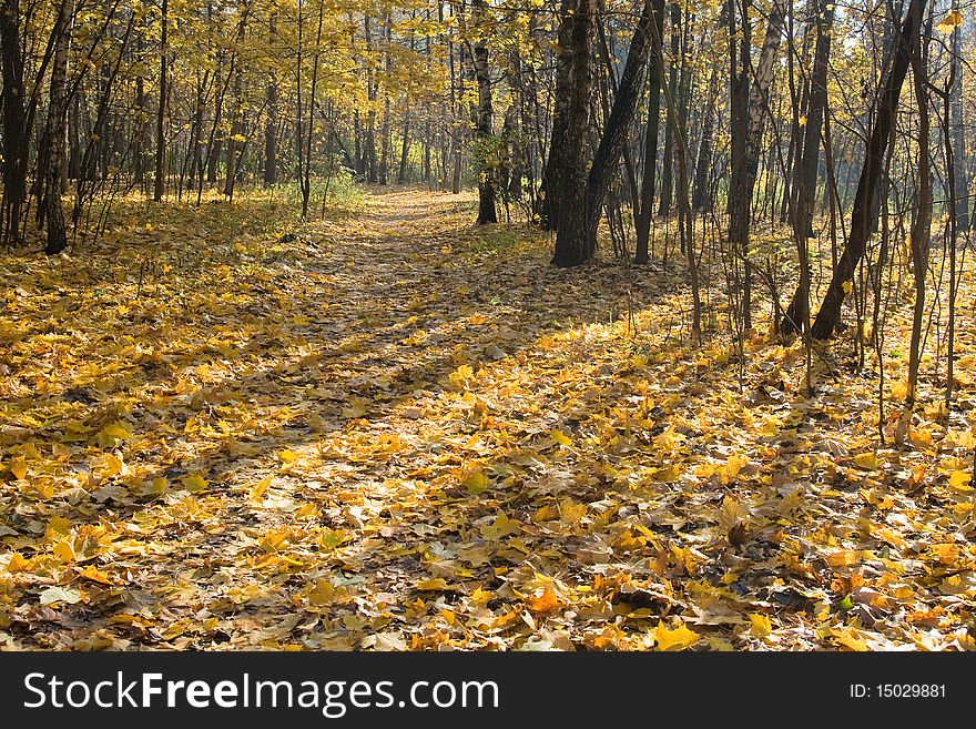 Trees in an autumn park on a sunny evening