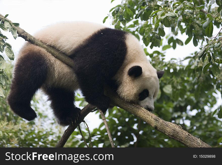 A panda is enjoying  climbing a tree