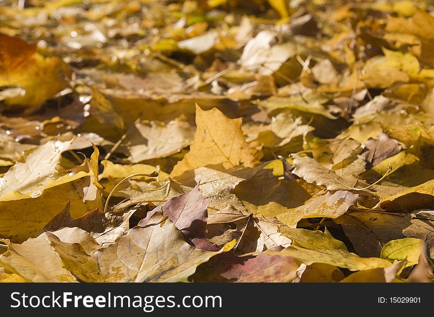 Yellow autumn maple leaves, shot from surface level. Yellow autumn maple leaves, shot from surface level