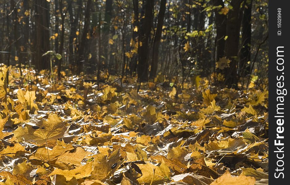 Yellow leaves in an autumn park on a sunny evening