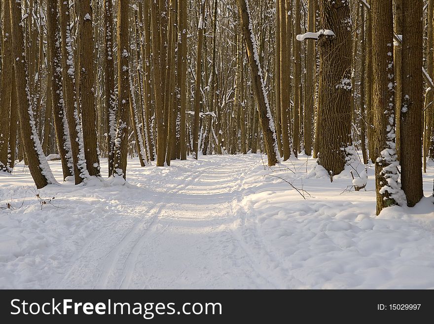 Winter Forest With Ski Track