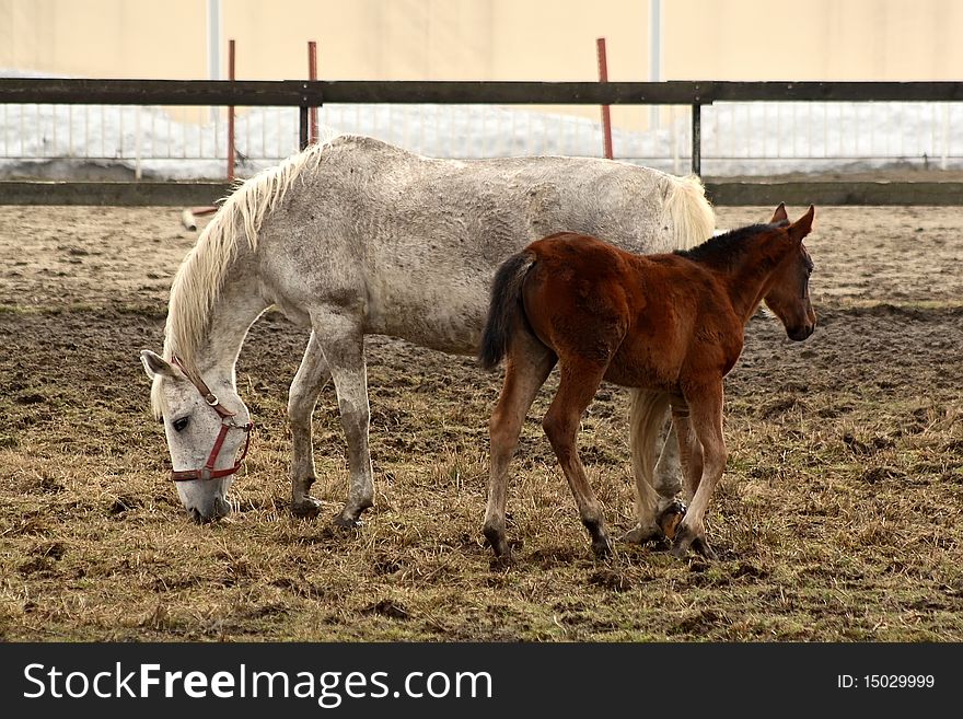 Mare with her little Foal. Mare with her little Foal