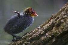 A Eurasian Coot Chicks Perched On A Branch In A City Pond In The Capital City Of Berlin Germany. Royalty Free Stock Image