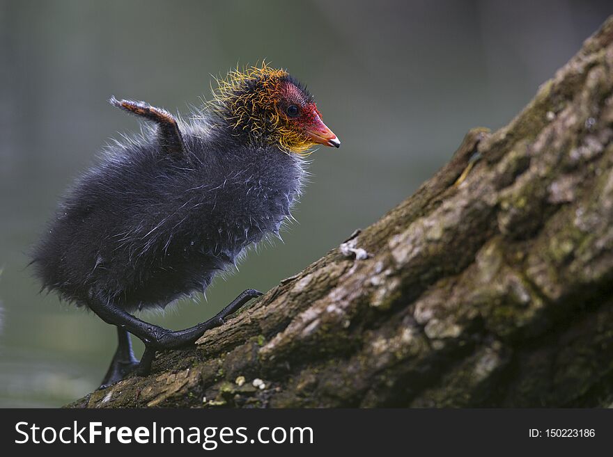 A Eurasian coot chicks perched on a branch in a city pond in the capital city of Berlin Germany.