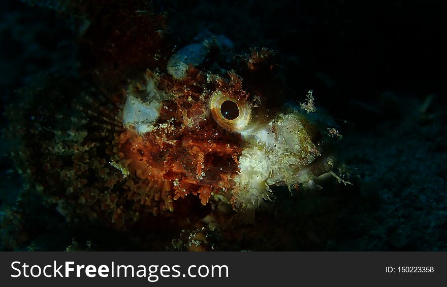 Stone fish eye, Night dive, Anilao, Philippine