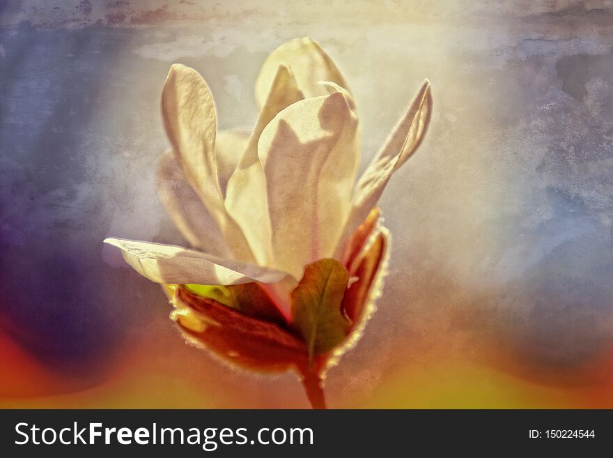 Delicate magnolia flowers on a tree branch in a sunny spring garden
