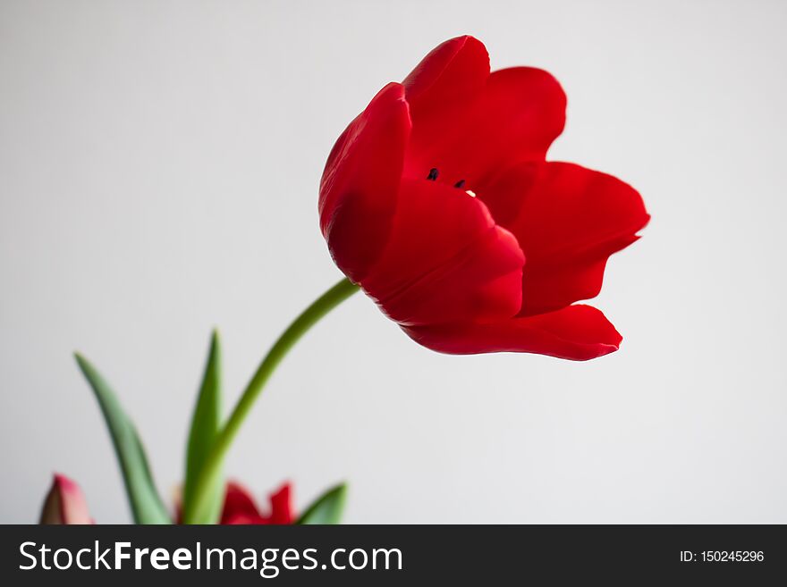 Photo of a beautiful single  long-stem, vibrant, Red Tulip leaning to the left. Photo of a beautiful single  long-stem, vibrant, Red Tulip leaning to the left.