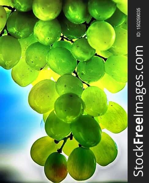 Grapes cluster  with blurred blue sky background