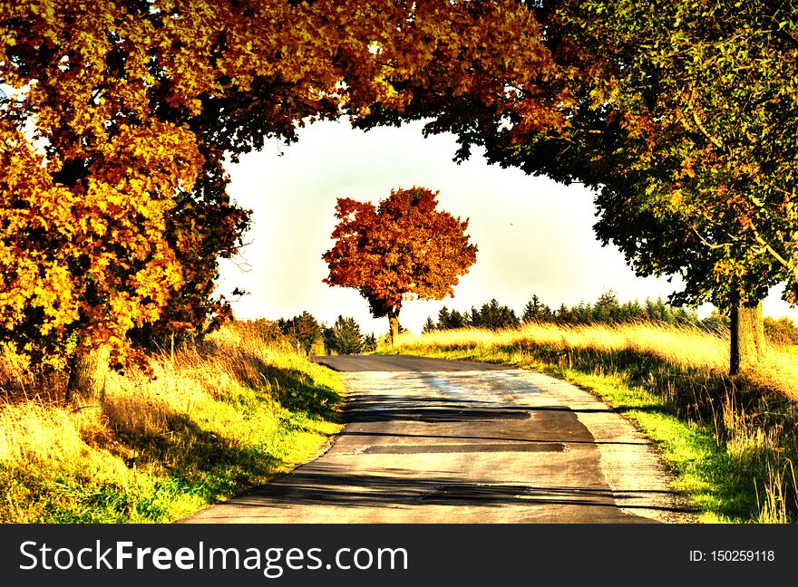 Maple trees with coloured leafs along asphalt road at autumn/fall daylight