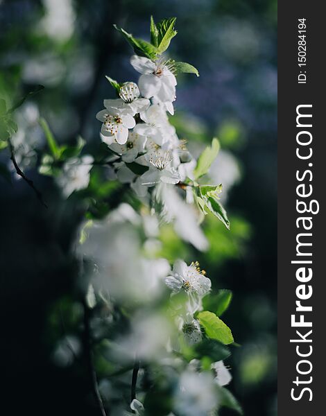 White Lilacs Flowers Background Outdors Light Nice