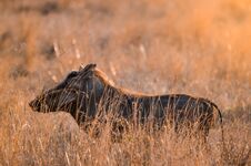 Free A Warthog Phacochoerus Africanus Standing In The Long Grass. Kruger National Park, South Stock Photography - 150292482