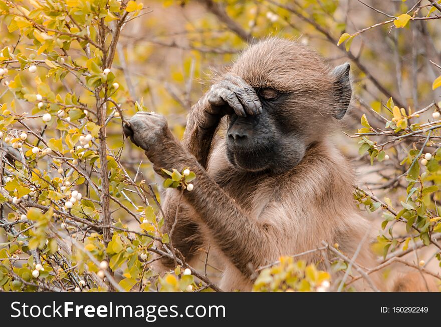 A baboon papio ursinus in the bushes. Kruger National Park, South Africa