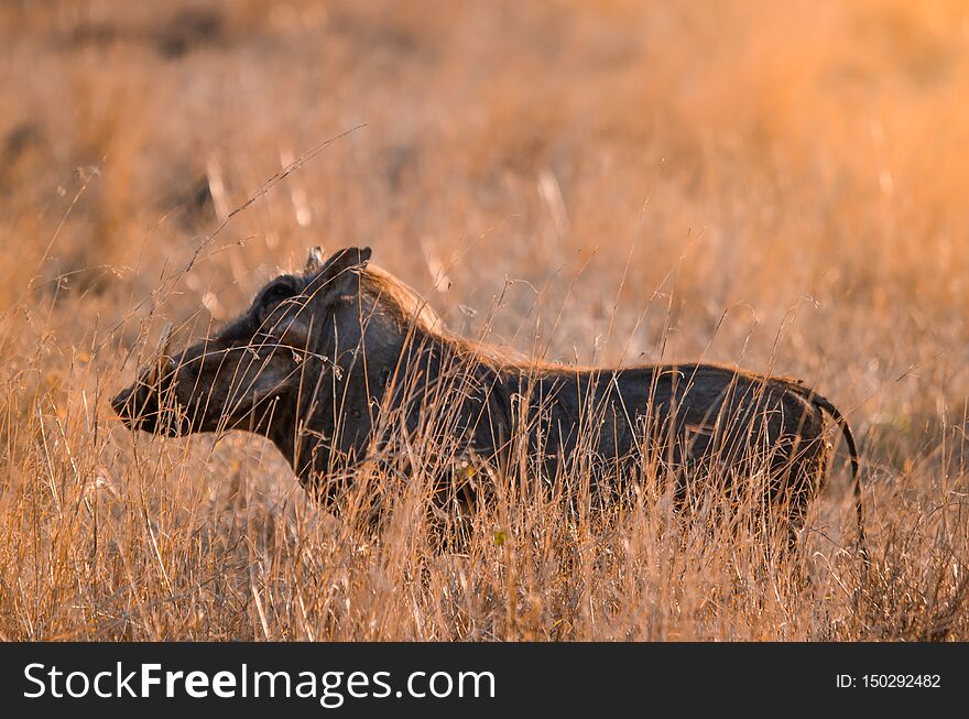 A warthog phacochoerus africanus standing in the long grass, backlit in shades of orange at sunset. Kruger national park, South Africa. A warthog phacochoerus africanus standing in the long grass, backlit in shades of orange at sunset. Kruger national park, South Africa