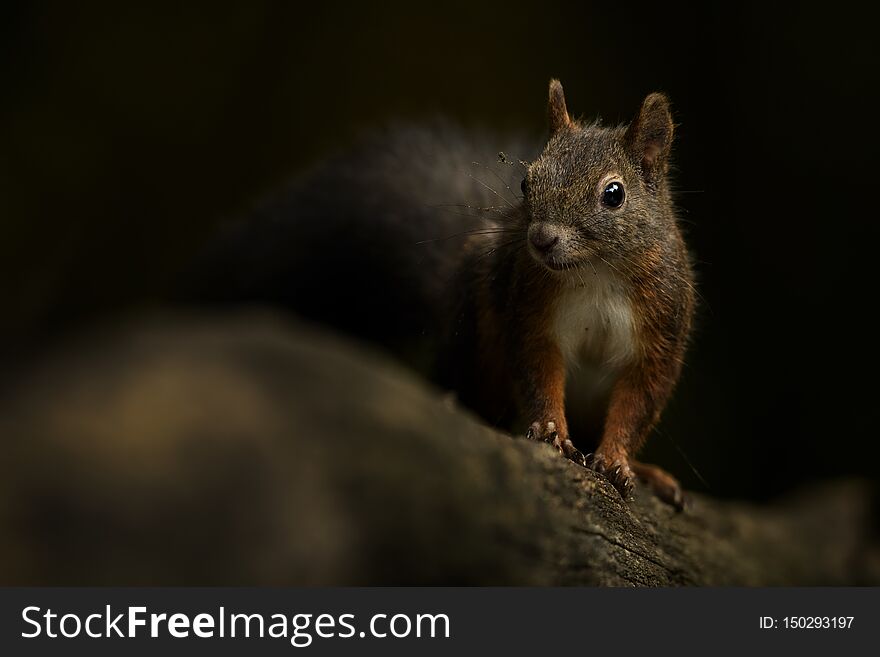 Eurasian Red Squirrel - Sciurus vulgaris, beautiful popular small mammal from European gardens and forests, Hortobagy National Park, Hungary.