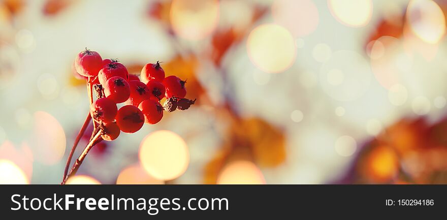 Autumn natural background with orange berries and blue sky, fall landscape, vintage filter, banner, place for text