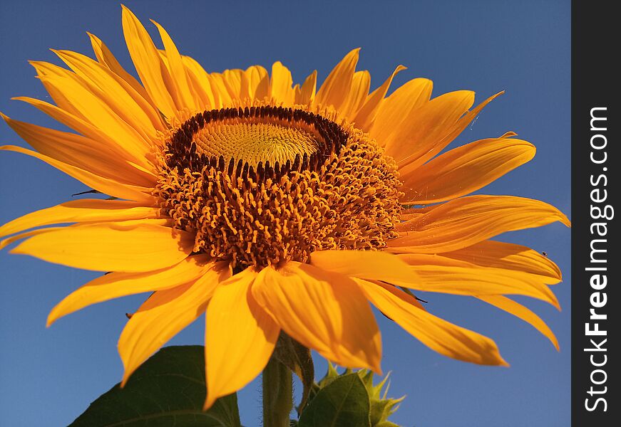 Beautiful sun flower blossom with blue sky background.