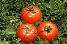 Three Bright Red Tomatoes Royalty Free Stock Photos