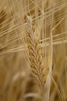 Wheat Stock Images Wheat Stock Images