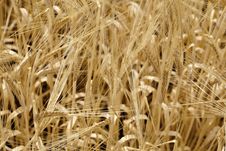 Wheat Stock Images Wheat Stock Images
