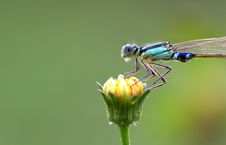 Damsel Fly 3 Royalty Free Stock Photography