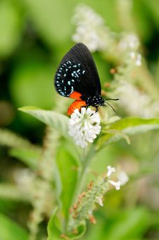 Blue Morpho On White Flower Stock Photography Blue Morpho On White Flower Stock Photography