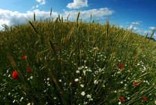 Round Wheat & Poppy Field Stock Photo