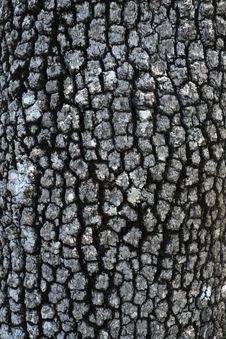 Tree Skin, Close Up Of Tree Bark Stock Images