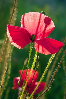 Poppy Royalty Free Stock Images Poppy Royalty Free Stock Images
