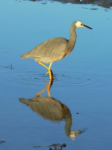 Heron Searching For Food In The Sea Royalty Free Stock Photo Heron Searching For Food In The Sea Royalty Free Stock Photo